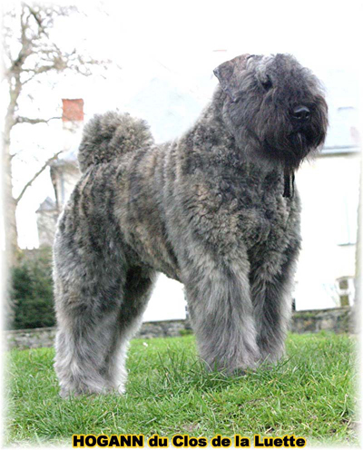 HOGANN &copy; Elevage de bouviers des flandres du Clos de la Luette specialis&eacute; pour le bouvier des flandres Copyrigth depose